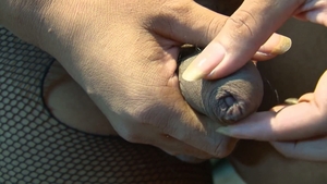 third world media movies: Big Cock Joy for Cookie Jenny